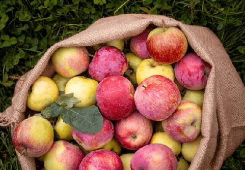 Apple Cider Vinegar Process